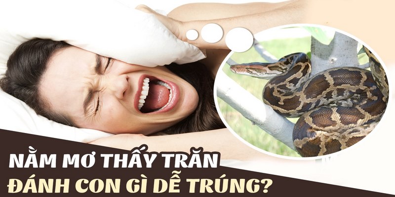 Mách bạn con số may mắn khi nằm mơ thấy trăn